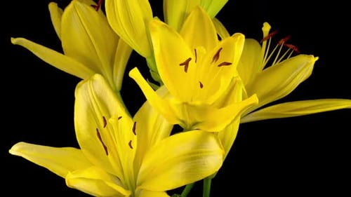 Yellow Lilies Blooming on Black Background Close Up