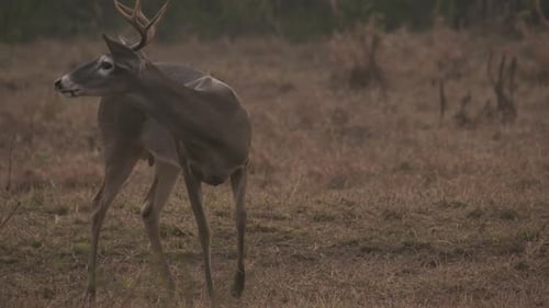 whitetail deer in texas