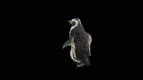 Animated Fluffy Baby Penguin Walk Cycle