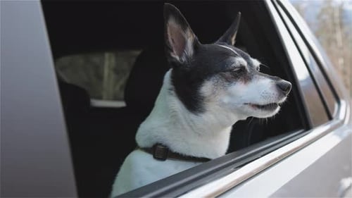 Dog Rides With Head Out Car Window
