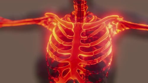 Animated Red Glowing Human Skeleton Torso Anatomy