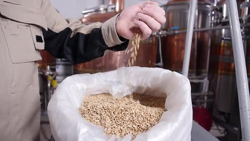 Conceito de cervejaria. Grãos de malte Pilsener pálidos nas mãos. Ingrediente para cerveja