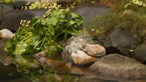Stones and Plant On the Waterfront