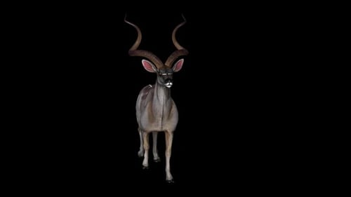 Deer Walk 2