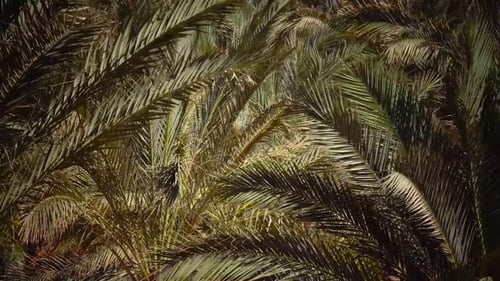 Leaves of the Palm Grow in the Wind, Glare From the Bright Sun. Close Up