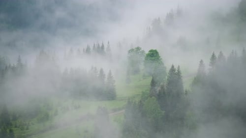 Foggy forest in the mountains. Landscape with trees and mist. Landscape after rain.