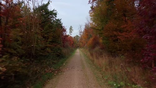 Flying backward over a countryroad in a autumnal forest with nobody in the view.
