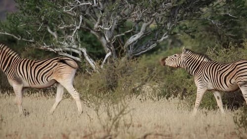 Zebras das planícies caminhando