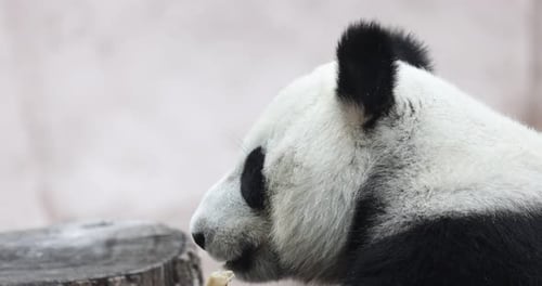 Cute Panda Eating Bamboo Stems at Zoo