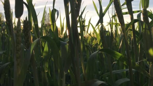 Field