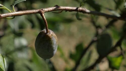 Un seul fruit de prunier immature peu profond DOF 4K 2160p 30 images par seconde UHD - Gros plan de Prunus domestica sur