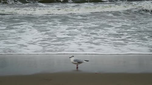 Seagull on the sea shore