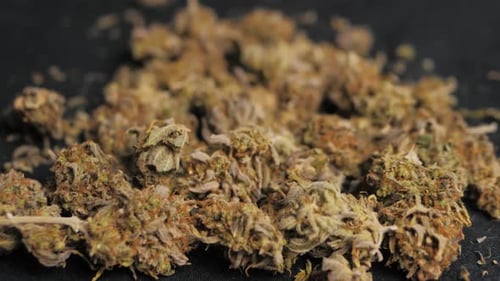 Medical Marijuana Flower Buds Cannabis Background Marijuana Weed Buds Drop Legalization Coffee Shop
