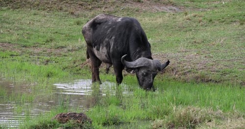 Afrikanischer Büffel, Syncerus Caffer, Essen für Erwachsene im Sumpf, Masai Mara Park in Kenia, Echtzeit 4K