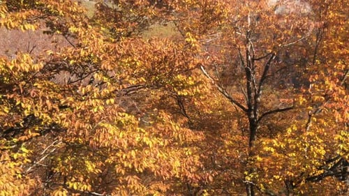 Autumn Forest Aerial