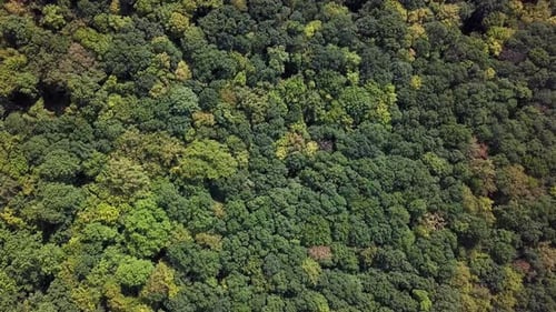 Overhead View of Top of Summer Forest
