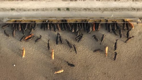 Top down aerial of cattle in feedlot operation for meat beef industry. Animal rights and animal crue