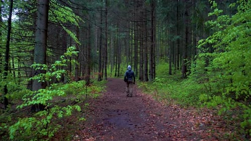 Man Walking In Deep Forest. Young man whit a gray hat walking in the pine forest and mountain lake.