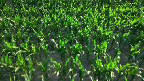 Green Corn Maize Plants on Agricultural Field Aerial View