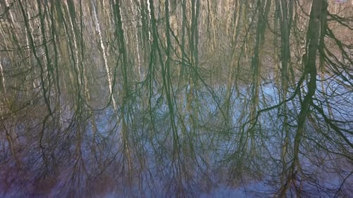 Spiegelung der Bäume im Teich 2