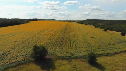 Aerial Drone View of Sunflowers Field, Rows of Sunflowers on a Hill