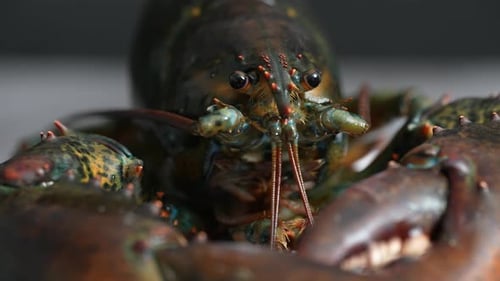 Lobster 49