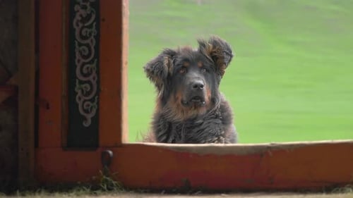A Shepherd Dog Lying on The Door of Mongolian Ger Tent in Mongolia Meadows