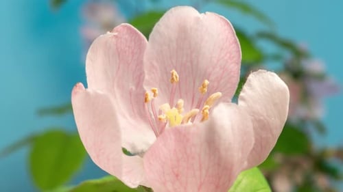Quince Blossom Timelapse on Blue