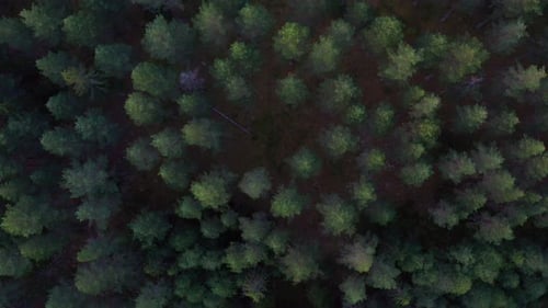 Towering Tall Trees in Norway Seen From Above