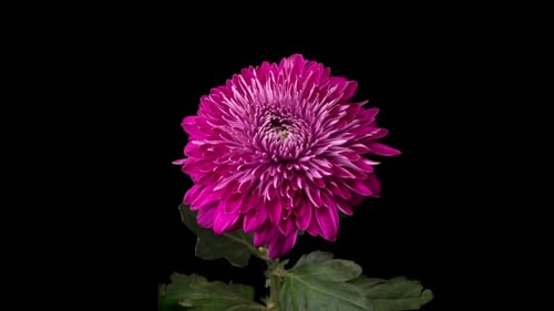Blooming Pink Flower on Black Background