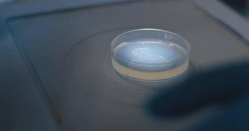 Scientist Drops Liquid into Petri Dish in Lab