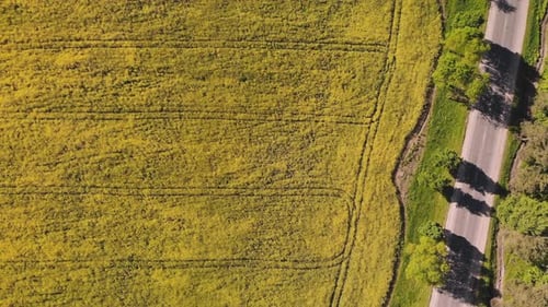 A Field of Rapeseed Next to the Road and Woods