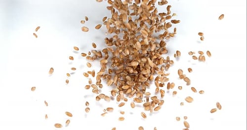 Wheat, triticum sp. falling against White Background, Slow motion 4k