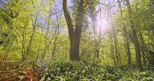 Tranquil and Relaxing Scenery with Sun Glare Peeking From Behind Tall Forest
