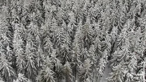 Beautiful high angle shot of winter pine forest treetops in aerial drone shot
