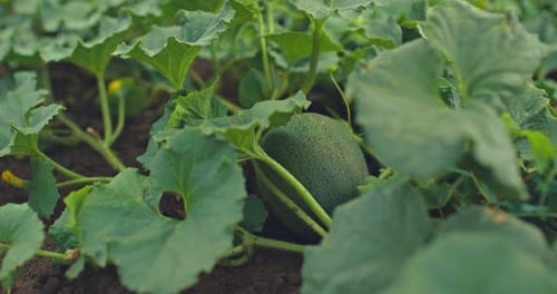 Melon qui pousse dans les champs Le melon mûrit