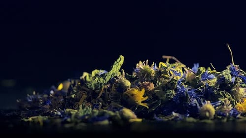 Close-Up of Colorful Dried Flowers on Dark Background