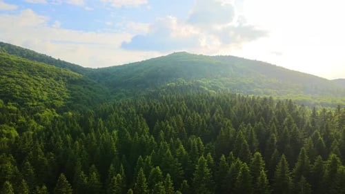 Aerial View of Green Pine Forest with Dark Spruce Trees Covering Mountain Hills