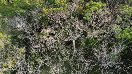 Aerial sliding view bare leaves tree