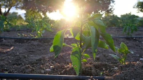 Pepper Plants Growing in Field at Golden Hour