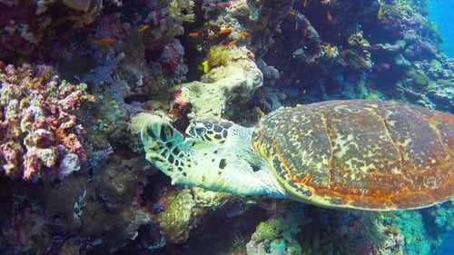 Turtle Swimming in Blue Water