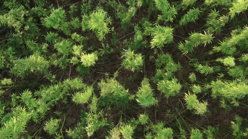 Aerial View of Lush Green Agricultural Field