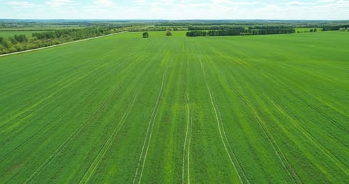 Green Agricultural Field Aerial View