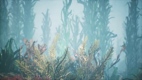 Underwater Tropical Colourful Softhard Corals Seascape