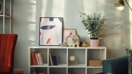 Fluffy Cat on Shelf in Sunlit Home