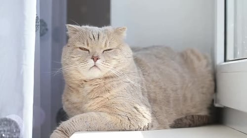 Adorable Cat Resting on a Sunny Window Sill