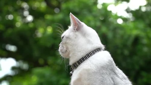 Close Up Of Silver Cute Cat Looking On Green Grass