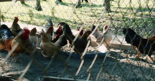 Brown Hens Walk Into a Chicken Coop on a Farm