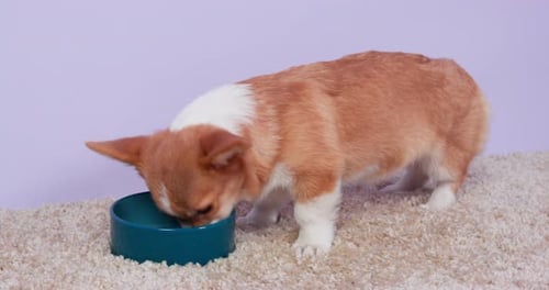 Hungry Welsh Corgi Pembroke or Cardigan Puppy Eats From Ceramic Bowl Standing on Fleecy Carpet Close