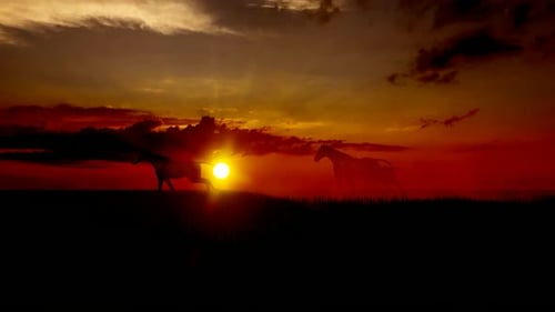 Running Horses Silhouettes at Sunset Over a Field